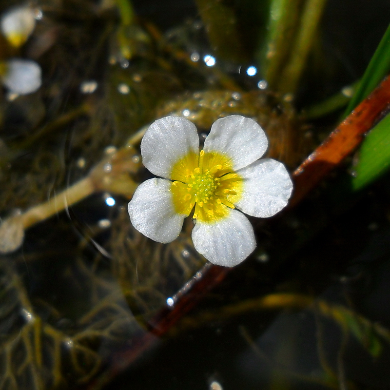 Image of Ranunculus &times; glueckii specimen.