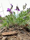 Oxytropis oxyphylloides