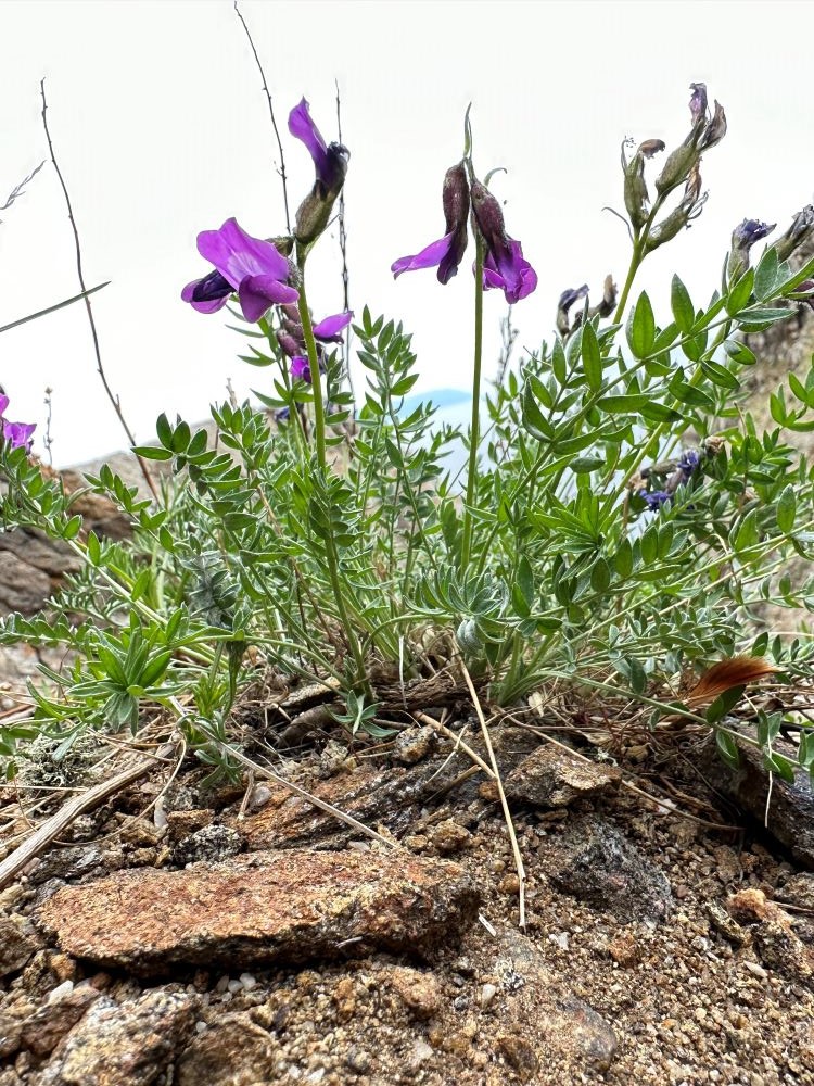 Изображение особи Oxytropis oxyphylloides.