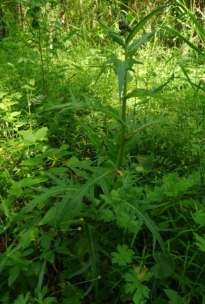 Image of Cirsium heterophyllum specimen.
