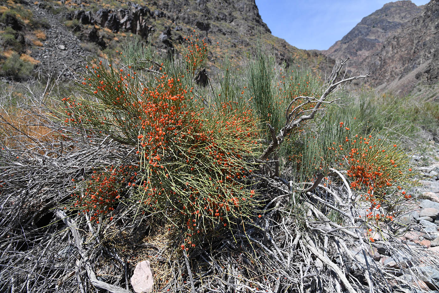 Image of Ephedra equisetina specimen.