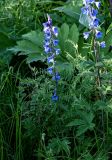 Delphinium elatum. Верхушка цветущего растения; на заднем плане — листья Vicia и Heracleum. Красноярский край, гор. округ Норильск, пос. Снежногорск, луговой склон. 27.07.2023.
