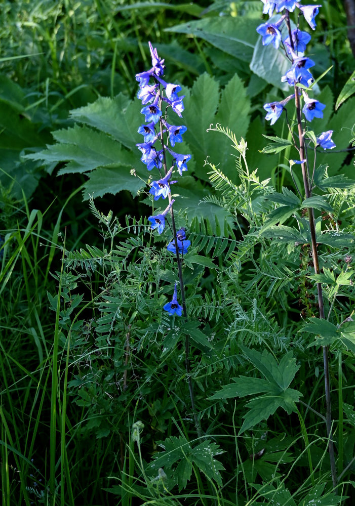 Изображение особи Delphinium elatum.