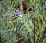 Polemonium caeruleum. Лист в средней части побега с опавшим цветком. Пермский край, Кунгурский р-н, окр. дер. Дейково, окр. ур. Греховская гора, пойма р. Бабка, залежь. 04.06.2023.