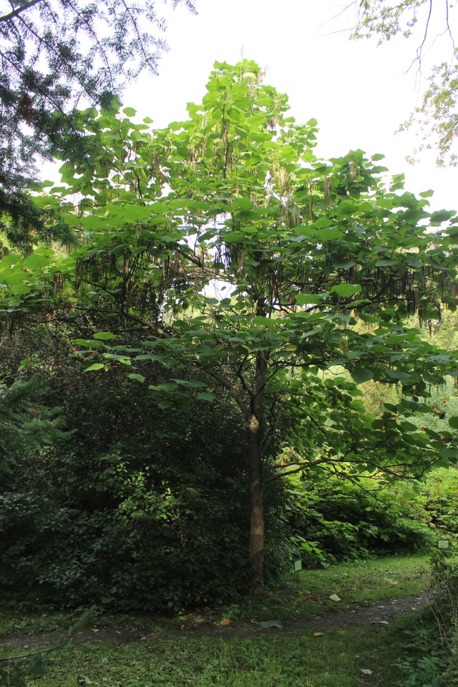 Изображение особи Catalpa bungei.