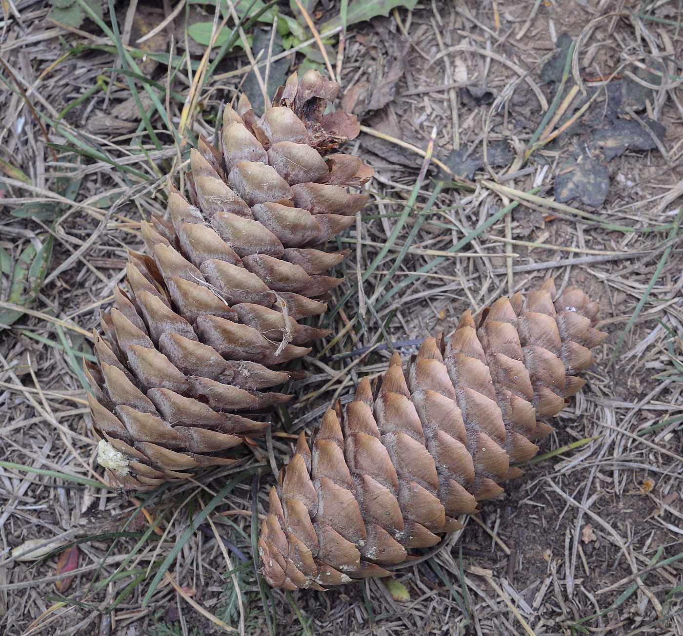 Изображение особи Picea &times; fennica.