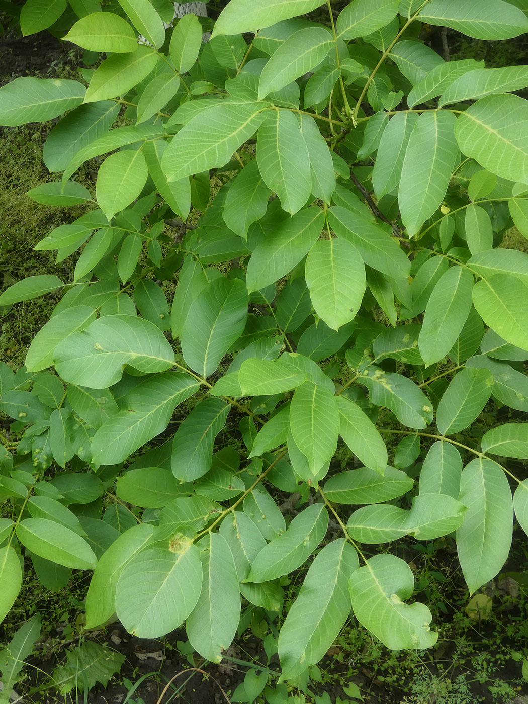 Image of Juglans regia specimen.