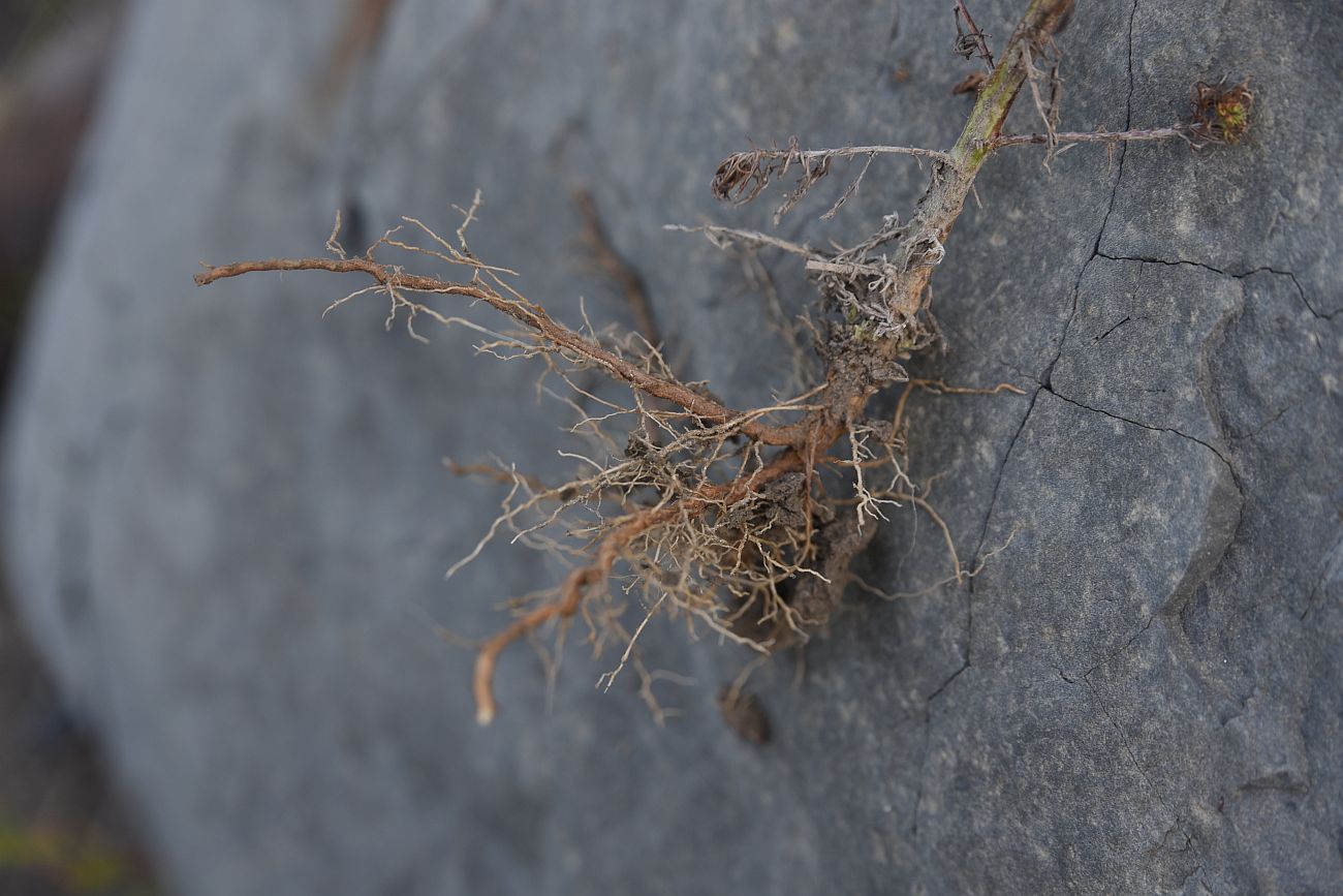 Image of Artemisia scoparia specimen.