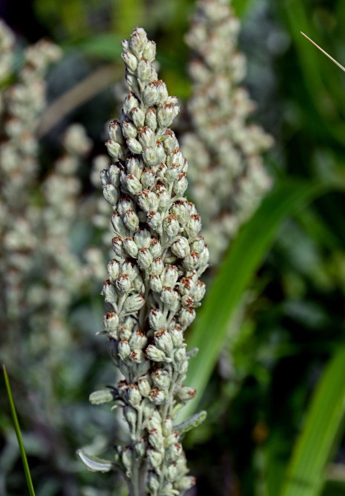 Изображение особи Artemisia stelleriana.