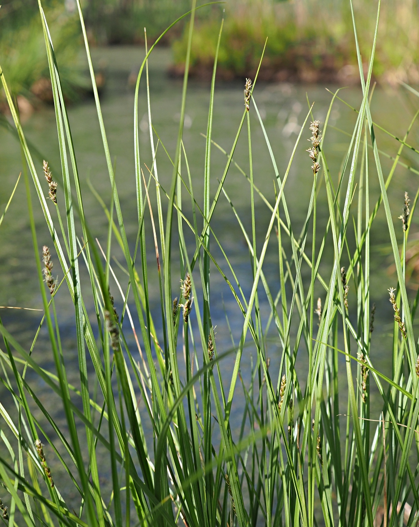 Image of Carex diandra specimen.