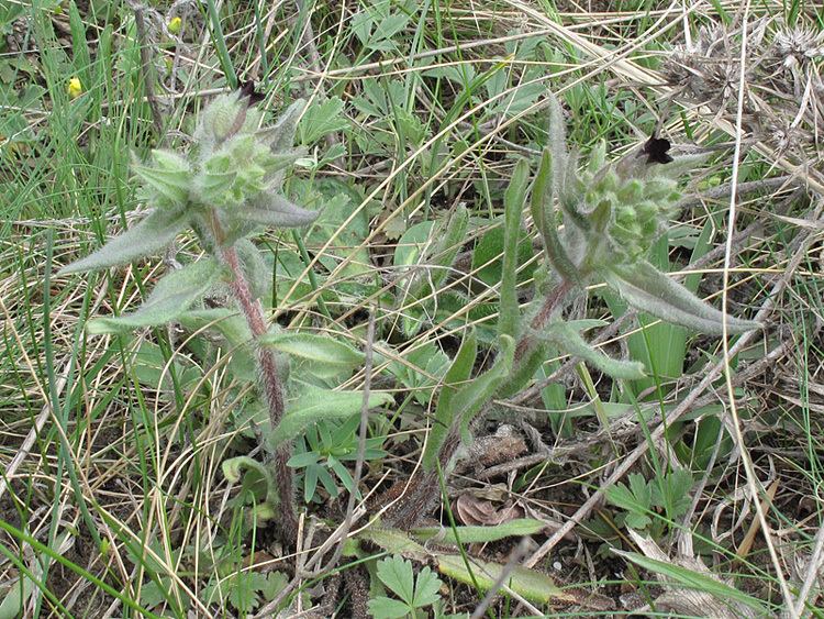 Image of Nonea rossica specimen.