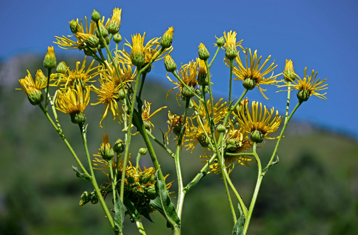 Изображение особи Inula macrophylla.