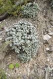 Salvia canescens variety daghestanica. Отцветшее растение. Чечня, Шаройский р-н, левый берег р. Шароаргун в 1 км выше устья р. Кенхи, конгломератный склон. 12 августа 2023 г.