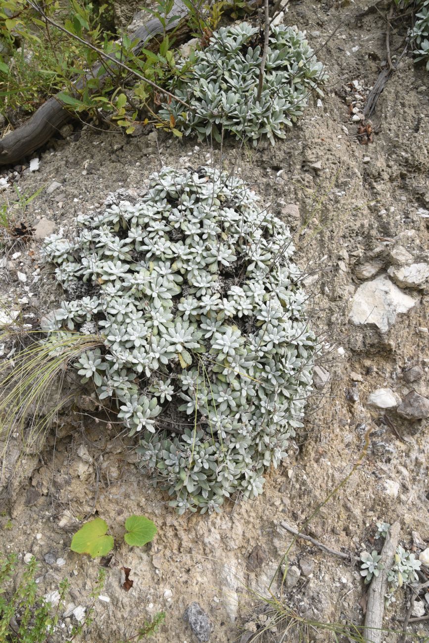 Image of Salvia canescens var. daghestanica specimen.