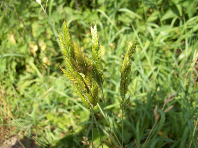 Image of Bromus hordeaceus specimen.