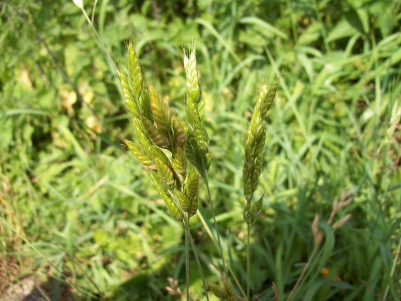 Изображение особи Bromus hordeaceus.