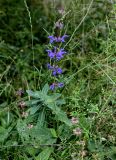 Salvia kuznetzovii. Верхушка цветущего растения (рядом видна верхушка побега Euphorbia). Ингушетия, Джейрахский р-н, с. Эгикал, ≈ 1200 м н.у.м., луговой склон. 24.07.2022.