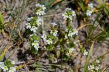 genus Euphrasia. Верхушки цветущих растений. Киргизия, Ошская обл., Памир, Заалайский хр., берег оз. Тулпар-Кёль, ≈ 3600 м н.у.м., сухой склон. 04.07.2022.