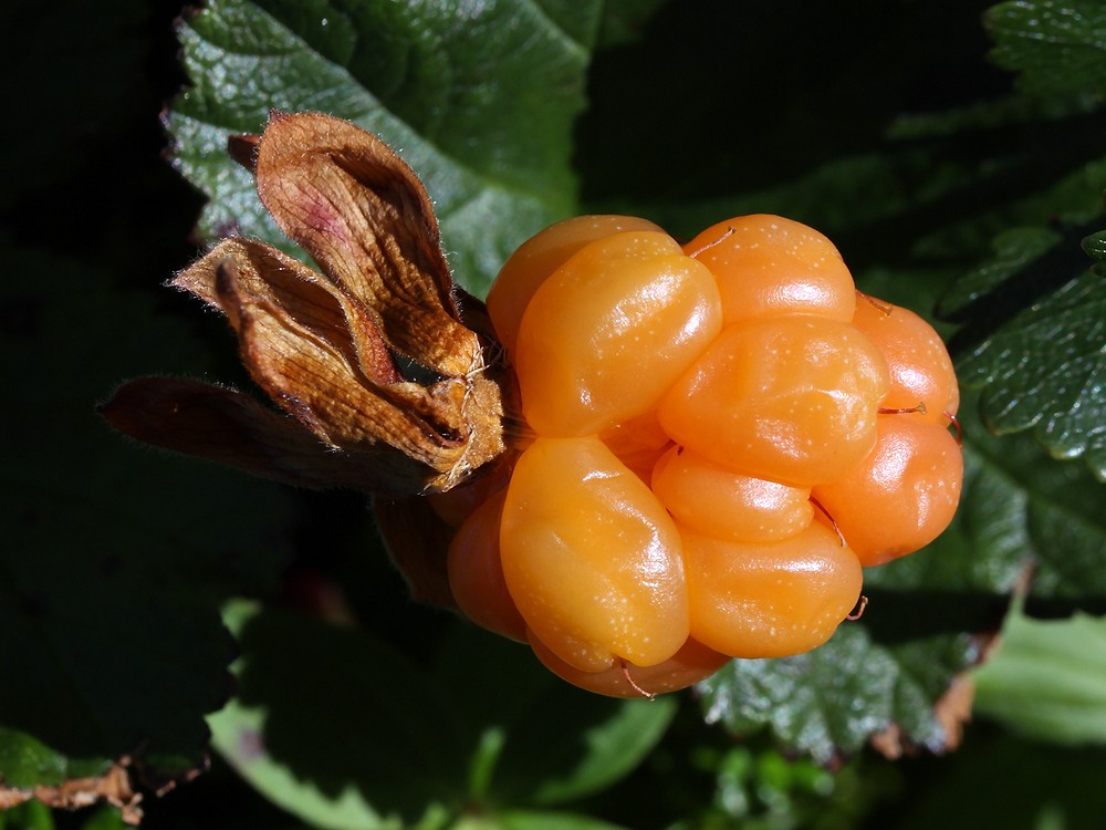 Изображение особи Rubus chamaemorus.