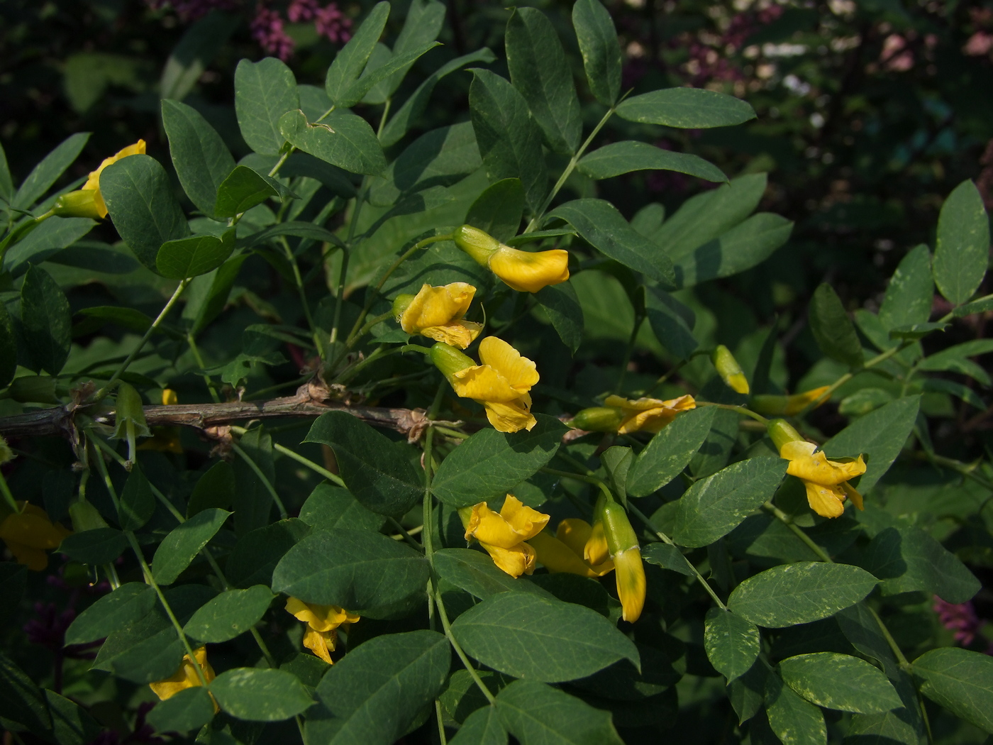 Image of Caragana arborescens specimen.