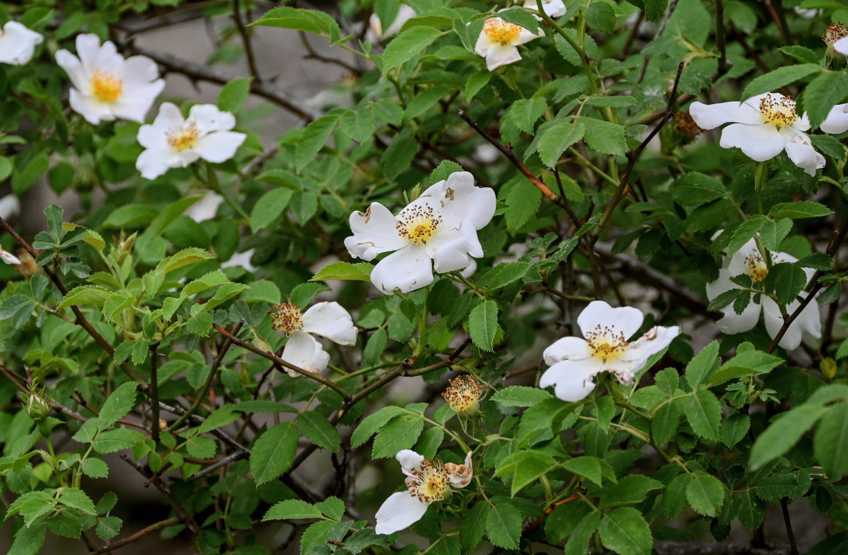 Изображение особи Rosa oxyodon.