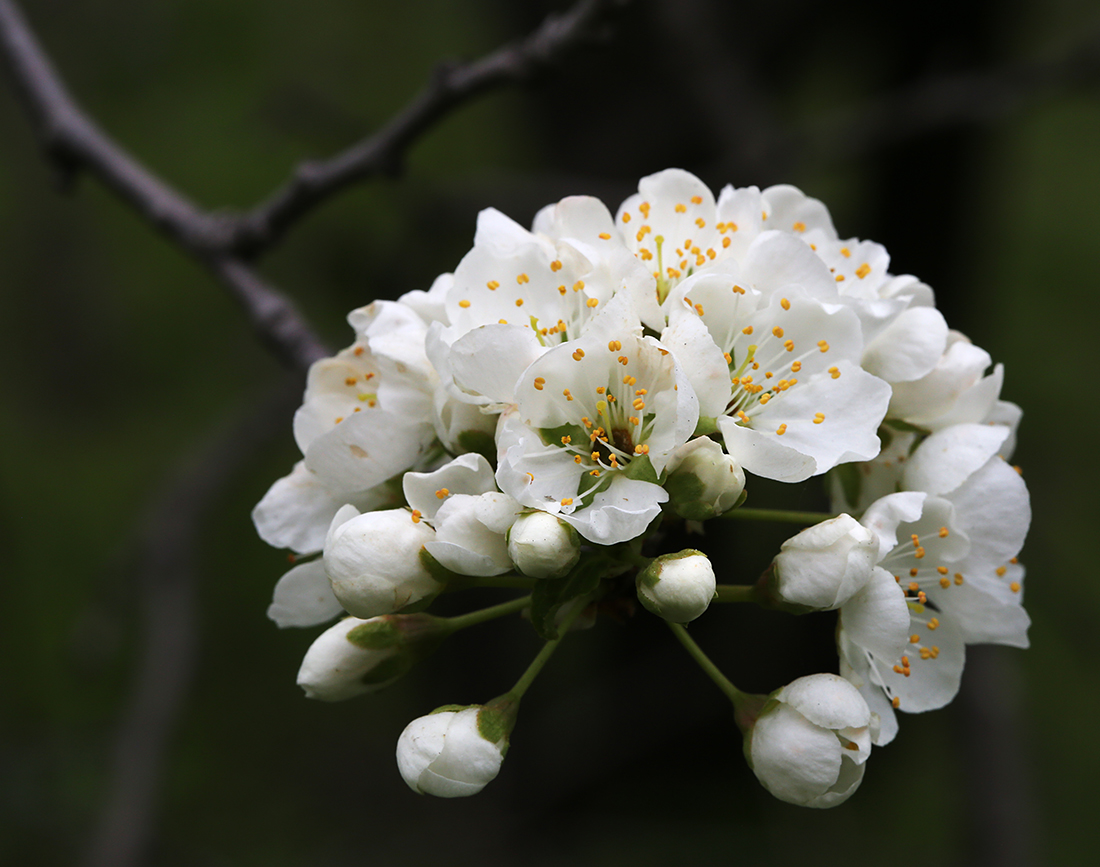 Image of Prunus salicina specimen.