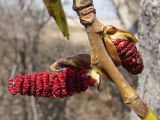 Populus suaveolens. Часть ветви с мужскими соцветиями. Хабаровский край, окр. г. Комсомольск-на-Амуре, обочина грунтовой дороги. 30.04.2024.