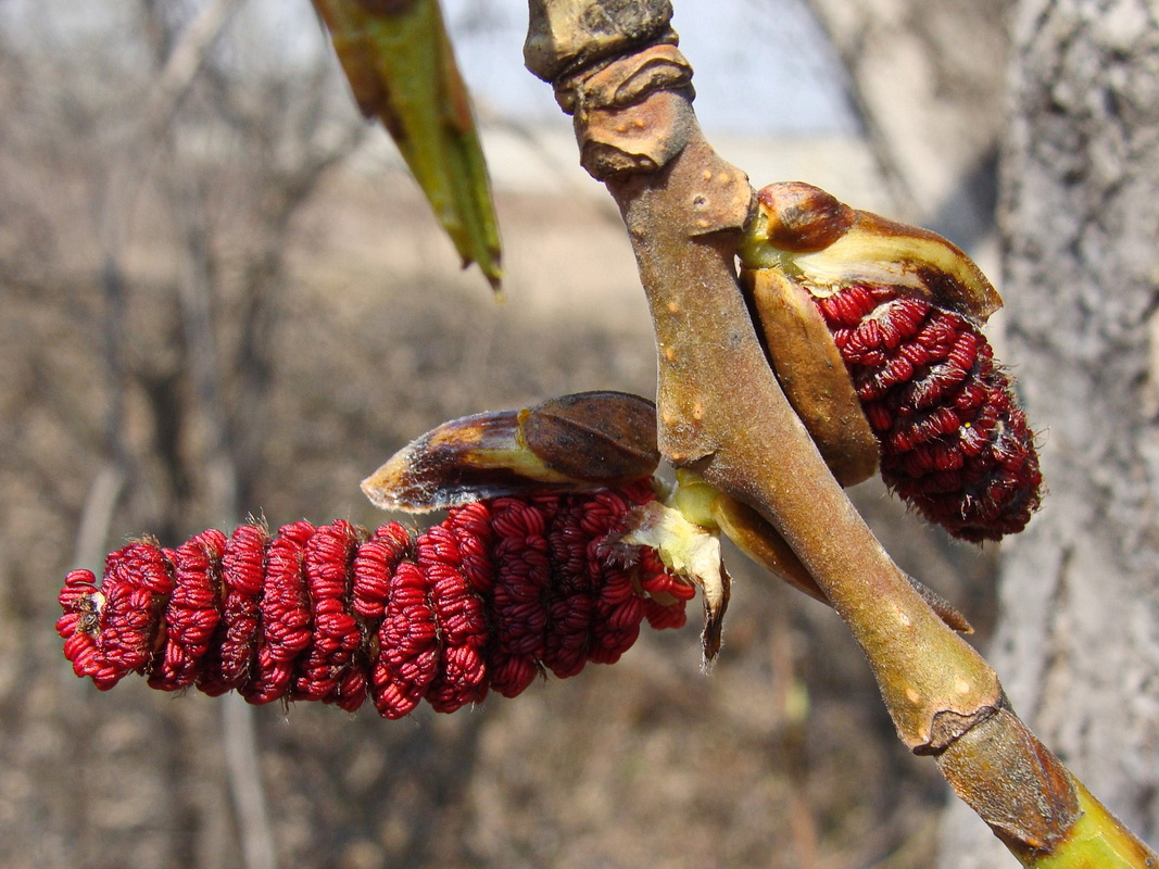 Image of Populus suaveolens specimen.