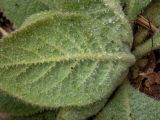 Verbascum thapsus. Абаксиальная сторона листа в капельках росы. Беларусь, Минская обл., Мядельский р-н, национальный парк \"Нарочанский\", заказник \"Голубые озёра\", сосново-еловый лес, возле смотровой площадки на туристической экотропе. 07.04.2024.