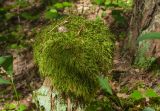 Hypnum cupressiforme