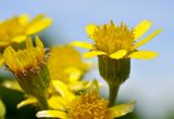Tephroseris kirilowii