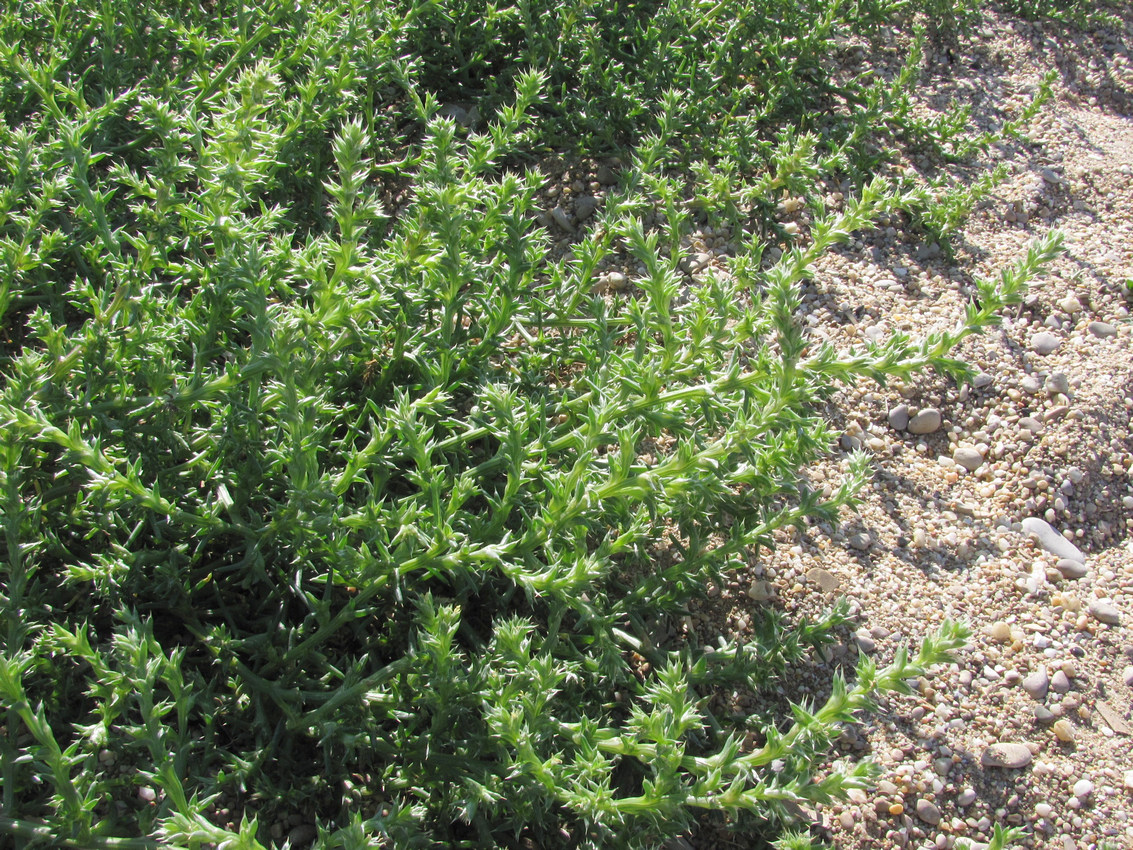 Image of Salsola pontica specimen.