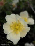 genus Rosa