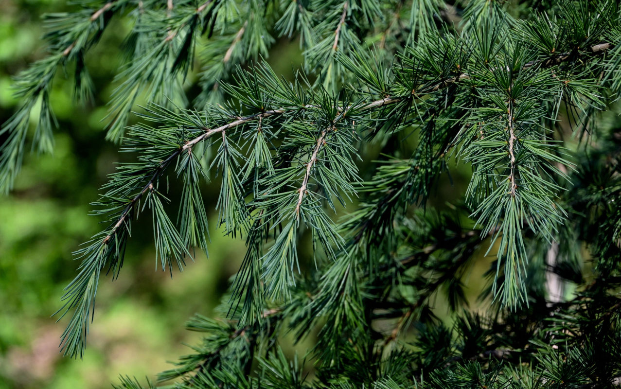 Image of Cedrus deodara specimen.
