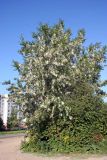genus Populus. Плодоносящее растение в городском озеленении. Псков. 20.06.2006.