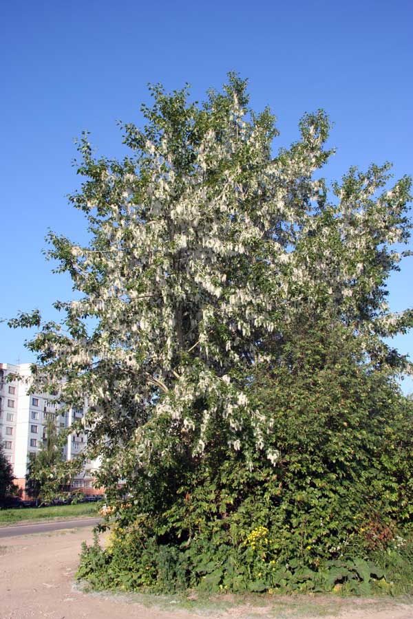 Image of genus Populus specimen.