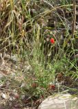 Papaver umbonatum