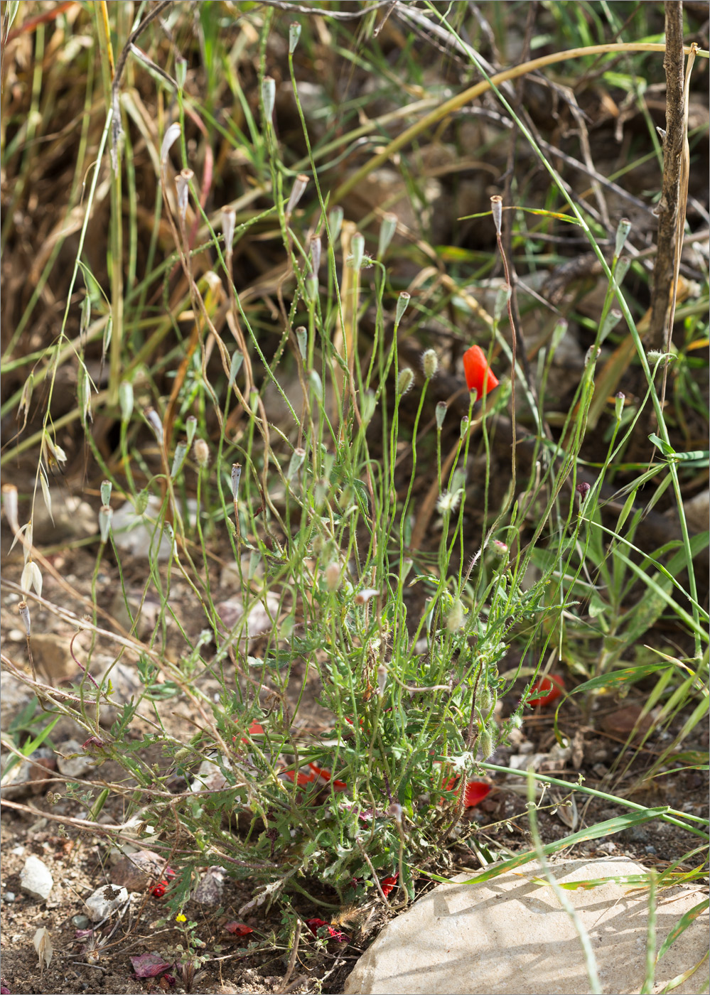 Изображение особи Papaver umbonatum.