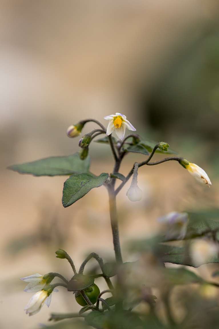 Image of Solanum nigrum specimen.