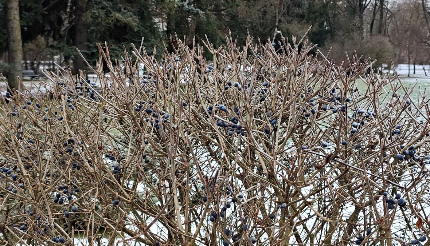 Изображение особи род Ligustrum.