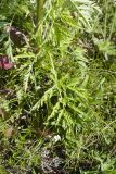 Pleurospermum uralense