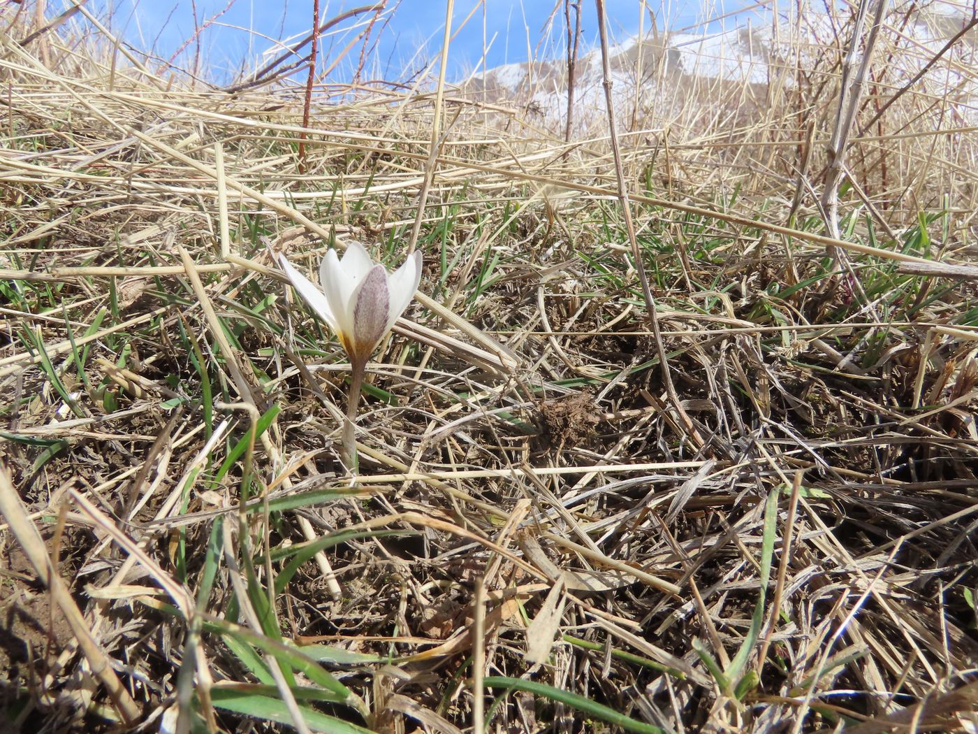 Image of Crocus alatavicus specimen.