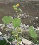 Abutilon theophrasti