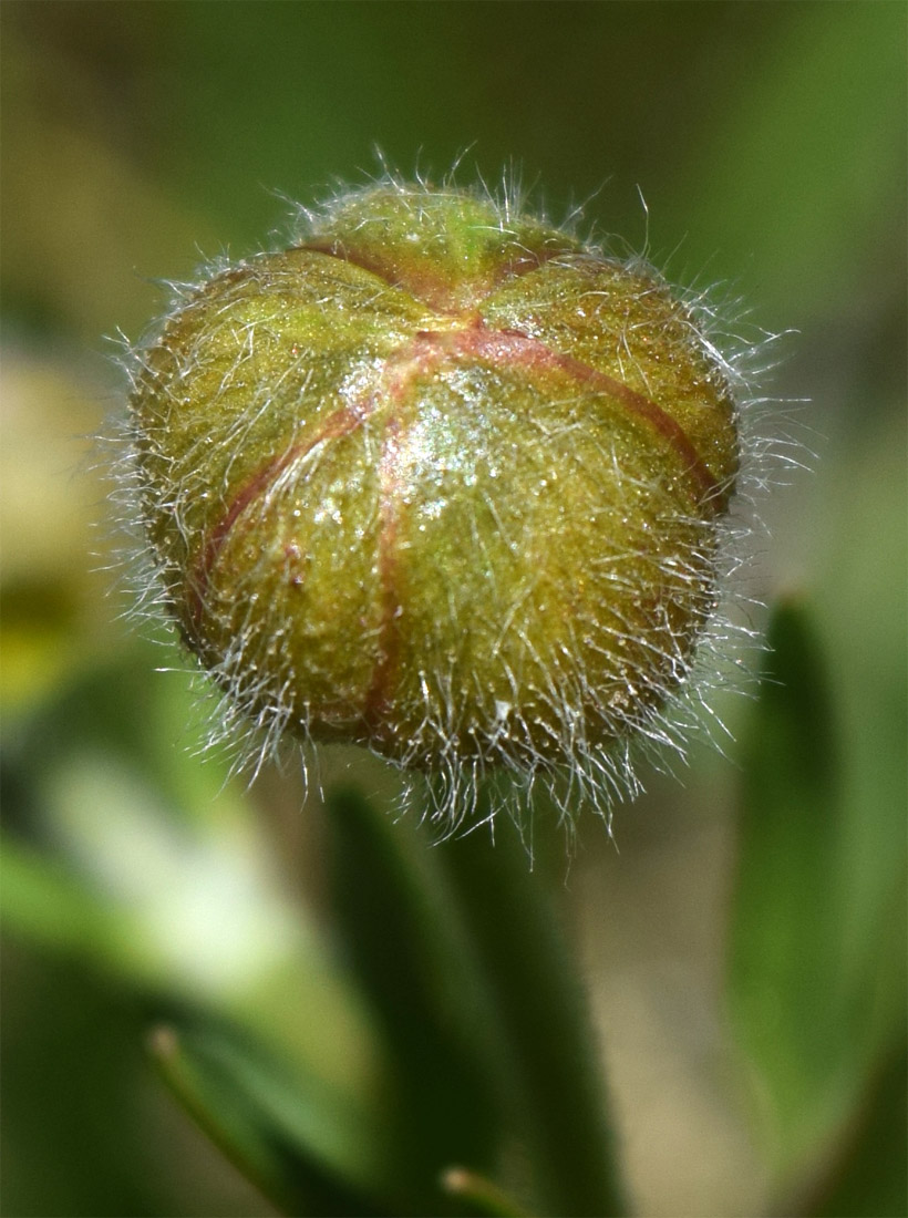 Изображение особи Ranunculus czimganicus.