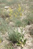 Sisymbrium volgense