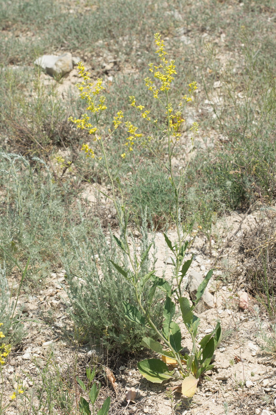 Image of Sisymbrium volgense specimen.