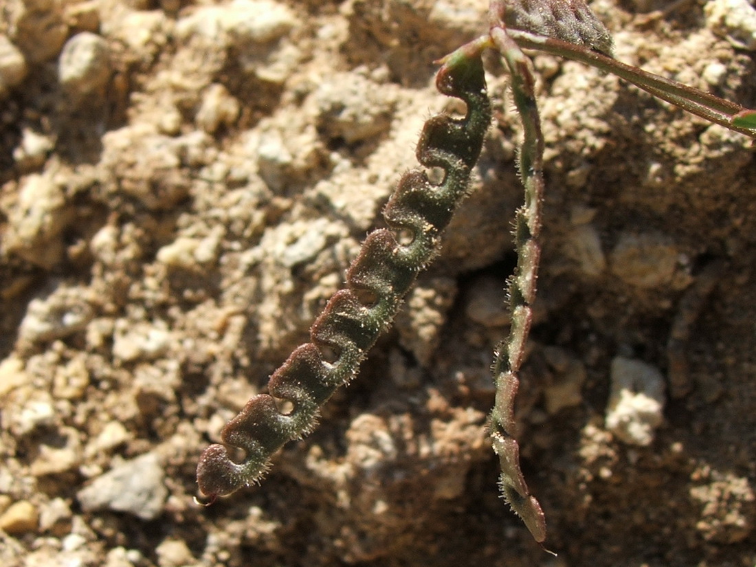 Изображение особи Hippocrepis ciliata.