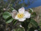 Rosa marginata. Цветок. Крым, Севастополь, Балаклава, приморский склон. 28.05.2025.