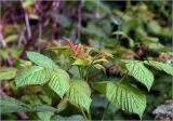 Rubus idaeus. Верхушки побегов с молодыми листьями. Московская обл., Раменский р-н, окр. дер. Хрипань, садовый участок. 26.06.2025.