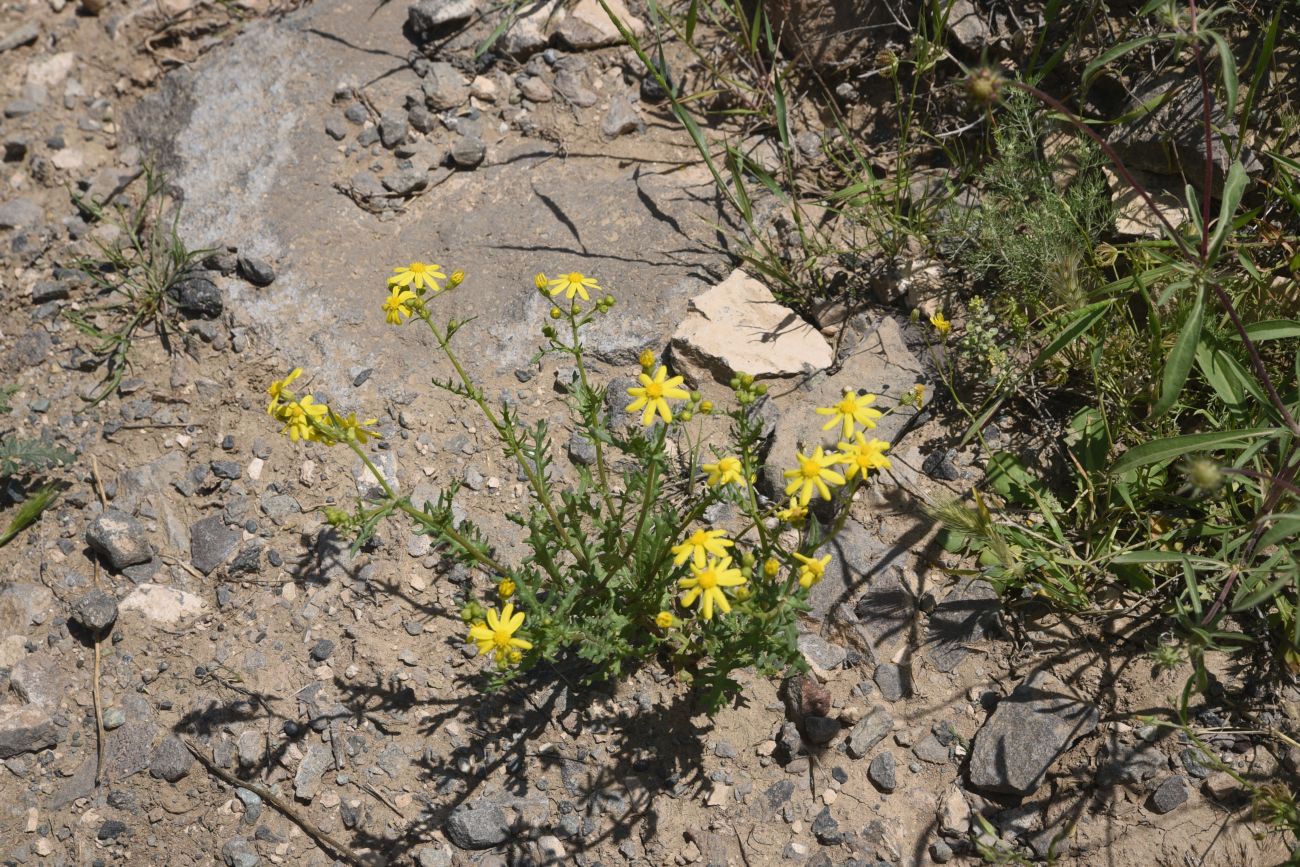 Image of genus Senecio specimen.